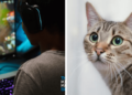 Kena muntahan kucing, gamer ini gagal streaming!