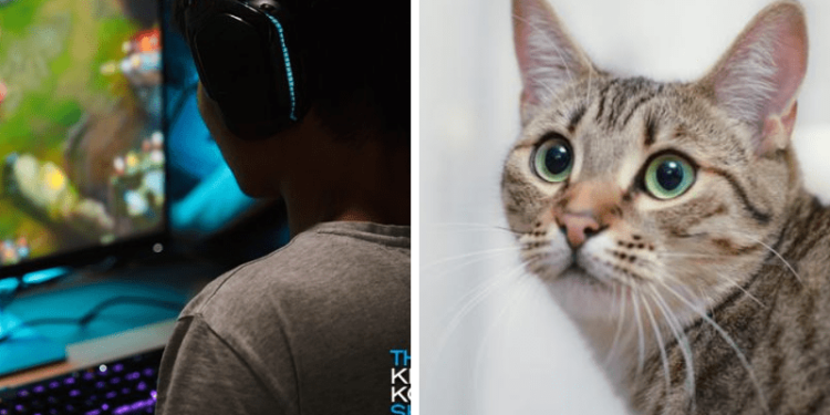 Kena muntahan kucing, gamer ini gagal streaming!