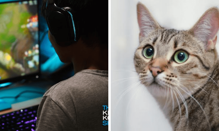 Kena muntahan kucing, gamer ini gagal streaming!