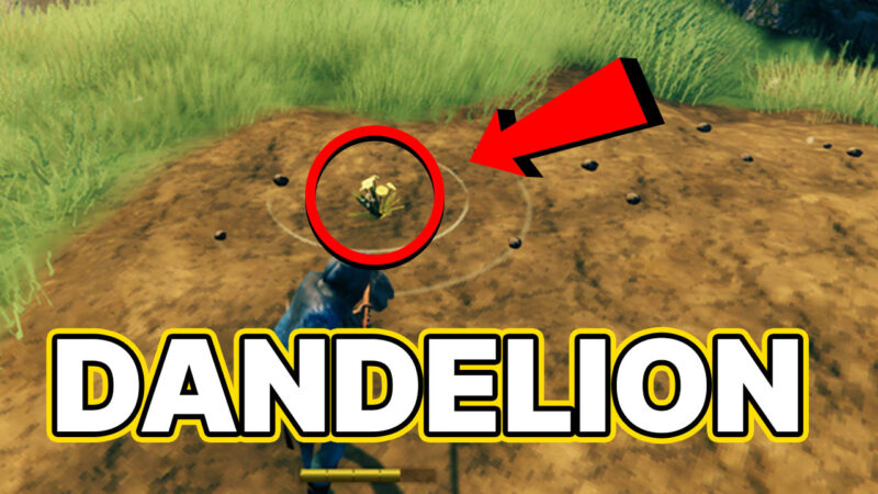 Cara Mudah Mendapatkan Dandelion Pada Game Valheim | Spiel Times