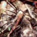 Bravely default: brilliant lights