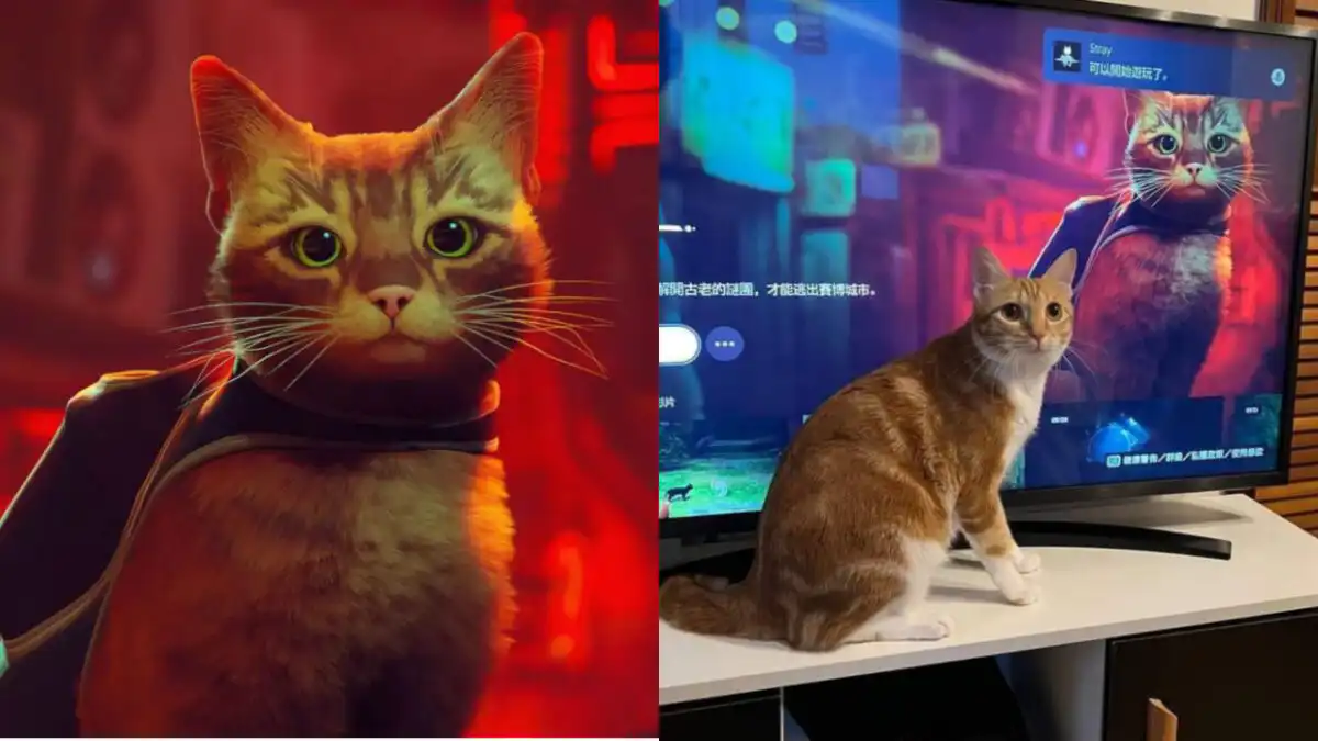 Video Reaksi Kucing Menonton Game Stray Jadi Trending Twitter 1 Video Reaksi Kucing Menonton Game Stray Jadi Trending Twitter | Annapurna