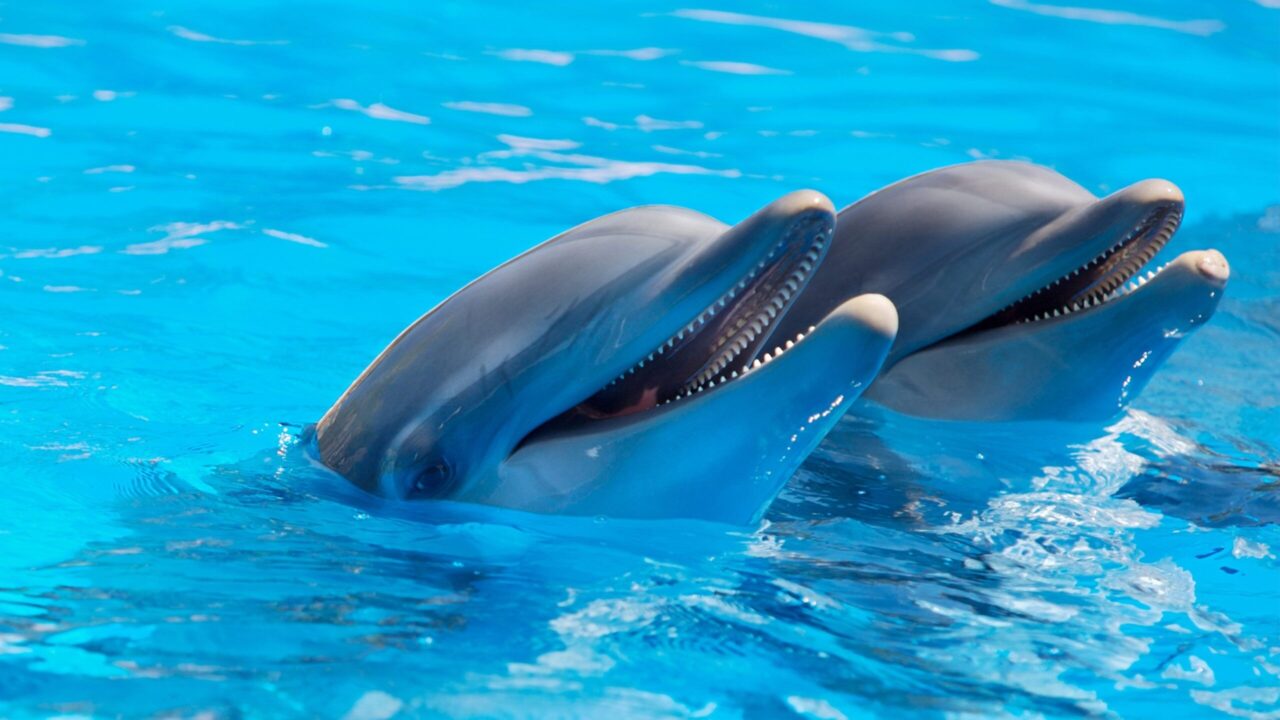 Belum Juga Rilis, Nintendo Sudah Minta Steam untuk Hapus Emulator Dolphin 1 Dolphin