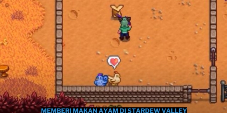 Cara memberi makan ayam di stardew valley