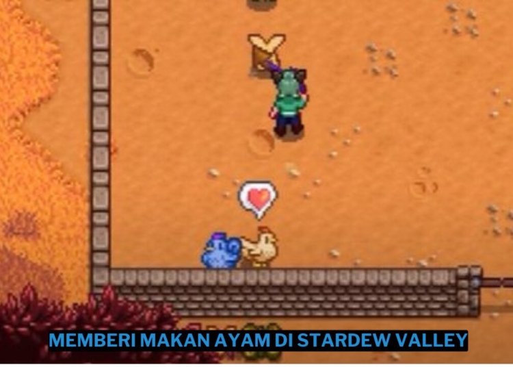 Cara memberi makan ayam di stardew valley