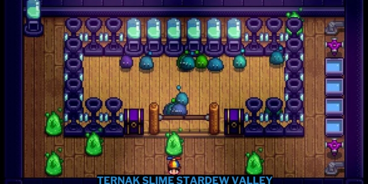 Cara ternak slime stardew valley